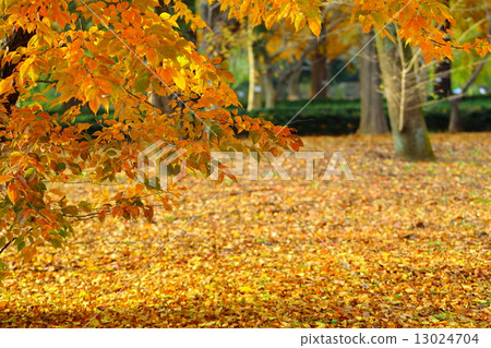 Late autumn forest 13024704