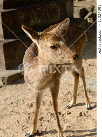 Miyajima deer 13024995