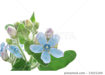 Blue Star Flower Blue Star Flower 13025289