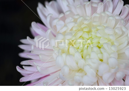 Chrysanthemum Chrysanthemum 13025923