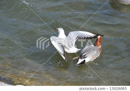 Seagulls and ducks playing in Kamogawa (Kyoto City) 13026065