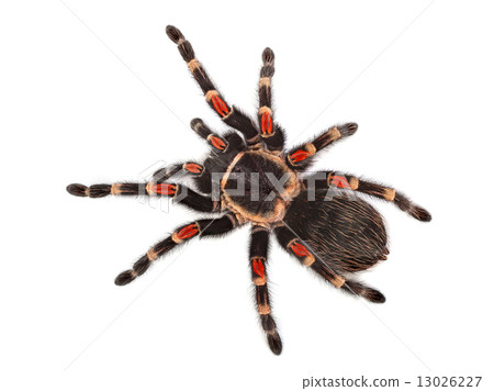 Spider on white background Spider on white background 13026227