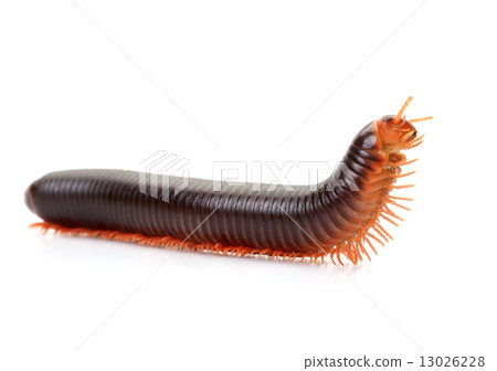 Millipedes Millipedes 13026228