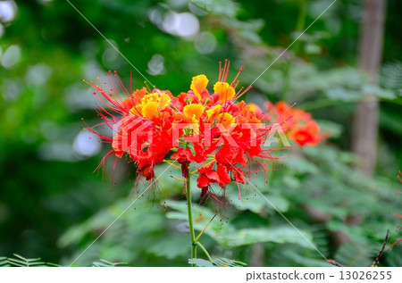 雌雄同體（黃色蝴蝶） 13026255