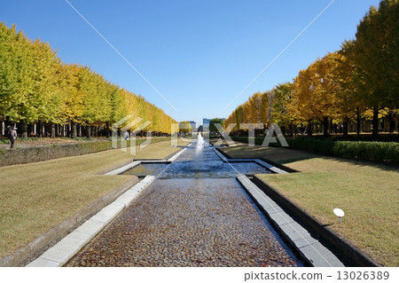 Gingko行樹在昭和紀念公園 13026389