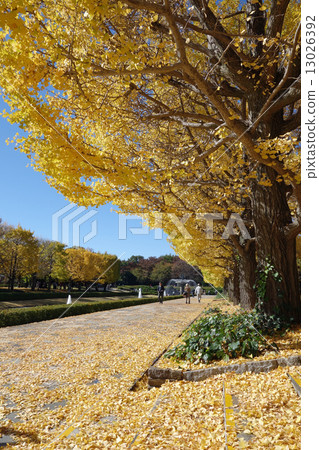 Gingko row of trees in Showa Memorial Park Gingko row of trees in Showa Memorial Park 13026392
