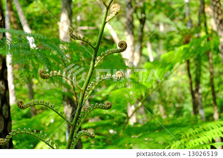 蜥蜴頭的射擊 13026519