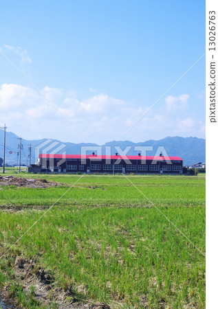 Rural cow house Rural cow house 13026763