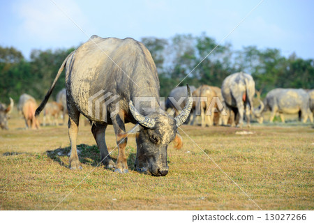 buffalo grazing on a green grassy field 13027266