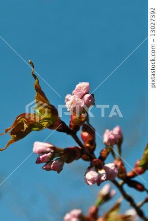 Yamazakura的芽 Yamazakura的芽 13027392
