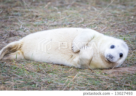 Grey Seals At Donna Nook Grey Seals At Donna Nook 13027493