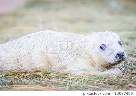 Grey Seals At Donna Nook Grey Seals At Donna Nook 13027499