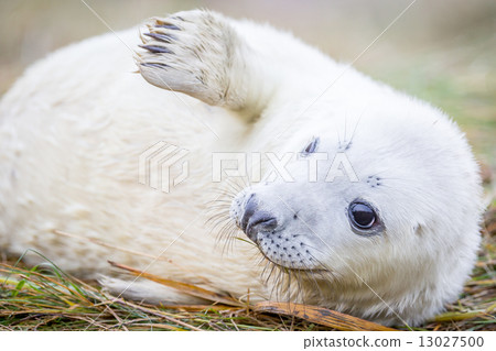 Grey Seals At Donna Nook 13027500
