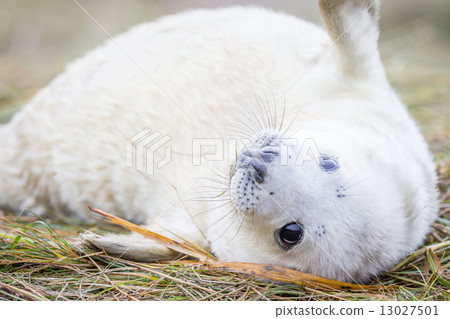 Grey Seals At Donna Nook Grey Seals At Donna Nook 13027501