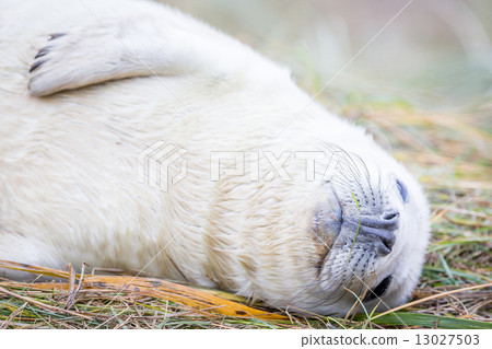 Grey Seals At Donna Nook Grey Seals At Donna Nook 13027503