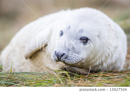 Grey Seals At Donna Nook 13027504