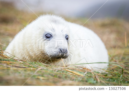 Grey Seals At Donna Nook 13027506