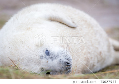 Grey Seals At Donna Nook Grey Seals At Donna Nook 13027511