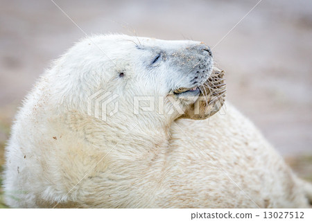 Grey Seals At Donna Nook Grey Seals At Donna Nook 13027512
