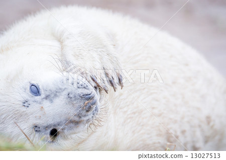 Grey Seals At Donna Nook 13027513
