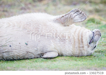Grey Seals At Donna Nook 13027519