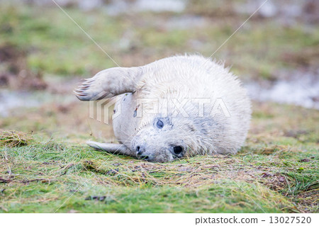 Grey Seals At Donna Nook Grey Seals At Donna Nook 13027520