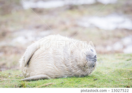 Grey Seals At Donna Nook 13027522