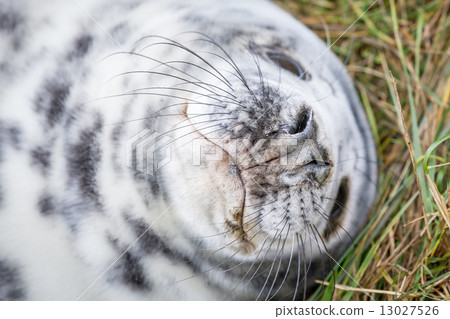 Grey Seals At Donna Nook 13027526