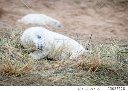 Grey Seals At Donna Nook Grey Seals At Donna Nook 13027528
