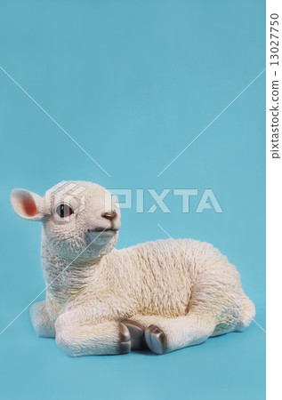 綿羊71 綿羊71 13027750