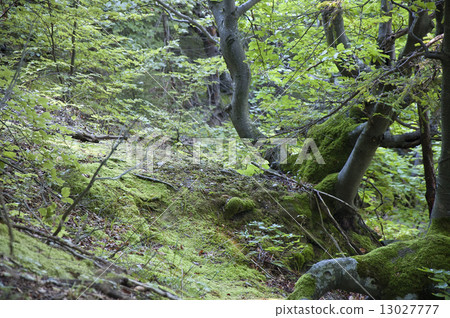 Twisted Woods 13027777