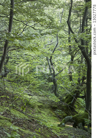Twisted Woods 13027778