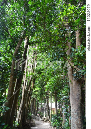 Fukugi's tree-lined avenue (Okinawa Prefecture Kunigami-gun headquarters town Bise) 13028079