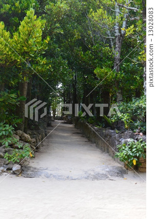 Fukugi's tree-lined avenue (Okinawa Prefecture Kunigami-gun headquarters town Bise) 13028083
