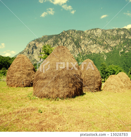rural landscape with haystacks 13028783