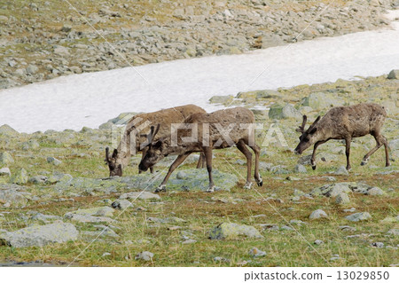 Reindeers in tundra 13029850