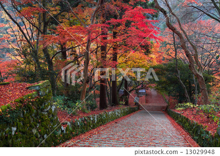 Late autumn Mt. 13029948