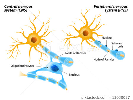 Schwann Cells and Oligodendrocytes 13030057