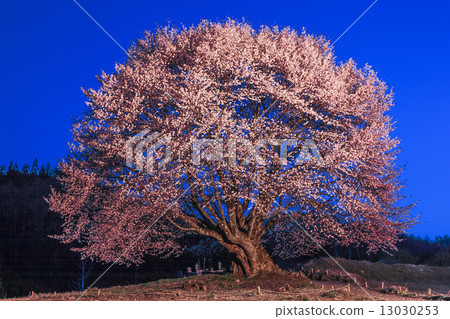 Tiannian cherry tree at night 13030253