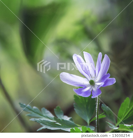 Ichirin soak 13030254