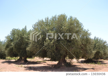 橄欖油田 13030436