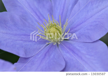 Periwinkle 13030587
