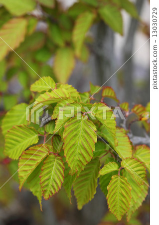 Leaf of acaridosis Leaf of acaridosis 13030729