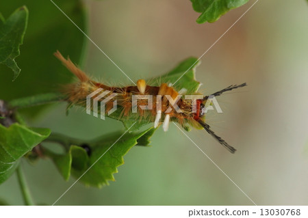 Creatures Insects Psyllidium cedar, "It is a larva that appears to want to hear" how did this happen? " Creatures Insects Psyllidium cedar, "It is a larva that appears to want to hear" how did this happen? " 13030768