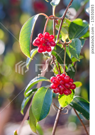 Sanekazura fruit Sanekazura fruit 13030893