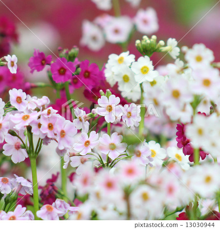 Clinic Clinic 13030944