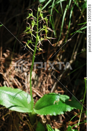 Jigabachisou 13031658