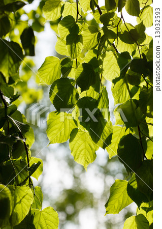 green leaves 13032593