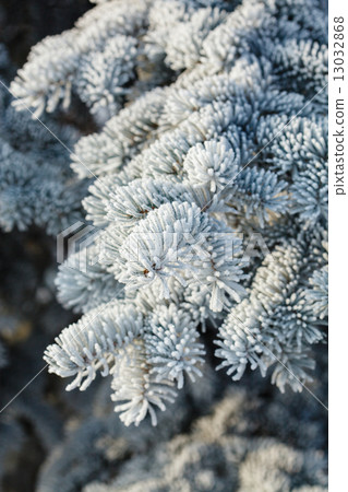 winter winter 13032868