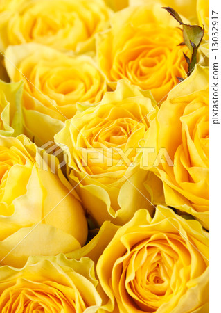 yellow roses yellow roses 13032917